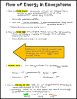 Flow Of Energy İn Ecosystems Notes Key