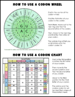 How to use a codon chart and wheel