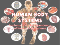 Human Body Systems