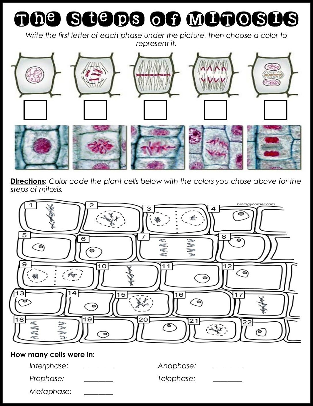 Identifying The Steps Of Mitosis