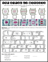 Identifying The Steps Of Mitosis