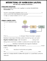 Interactions Of Body Systems And Maintaining Homeostasis Notes