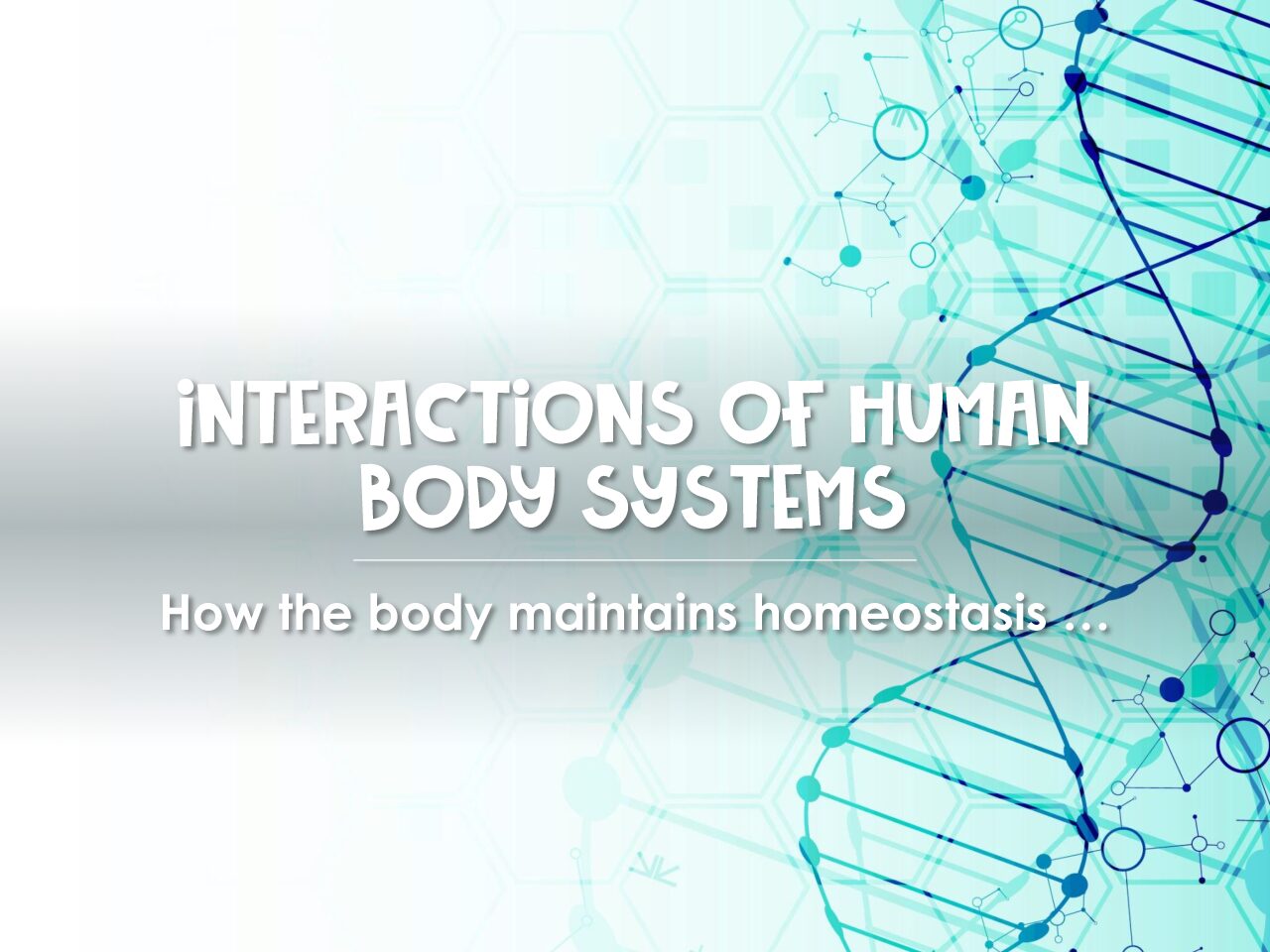 Interactions Of Human Body Systems