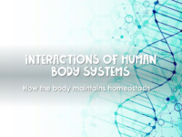 Interactions Of Human Body Systems