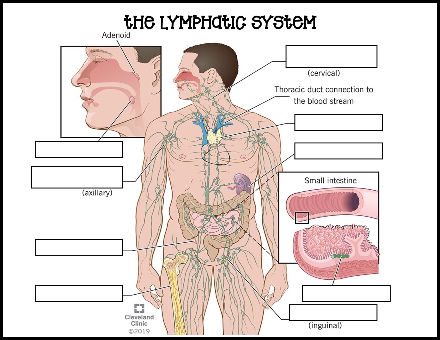 Lymphatic System Labeling