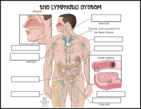 Lymphatic System Labeling