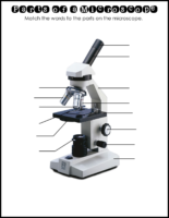 Microscope Labeling And Parts Vocabulary