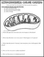 Mitochondria Color Coding