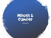 Mitosis & Cancer Animation