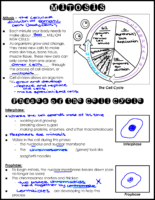 Mitosis Notes Key