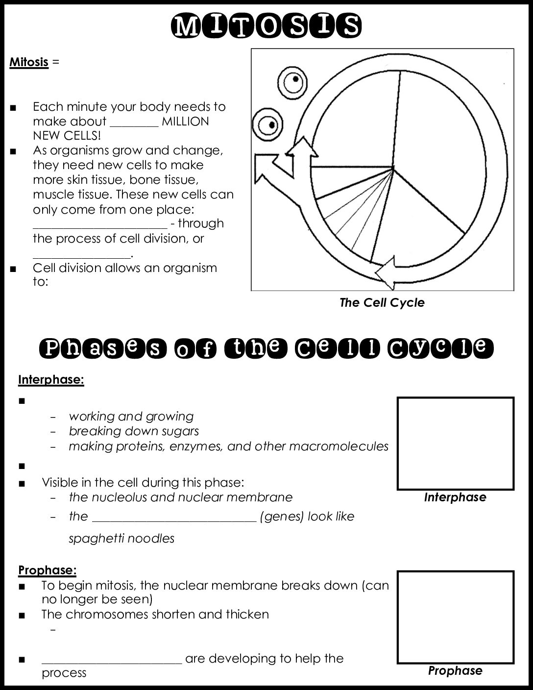 Mitosis Notes