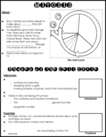 Mitosis Notes