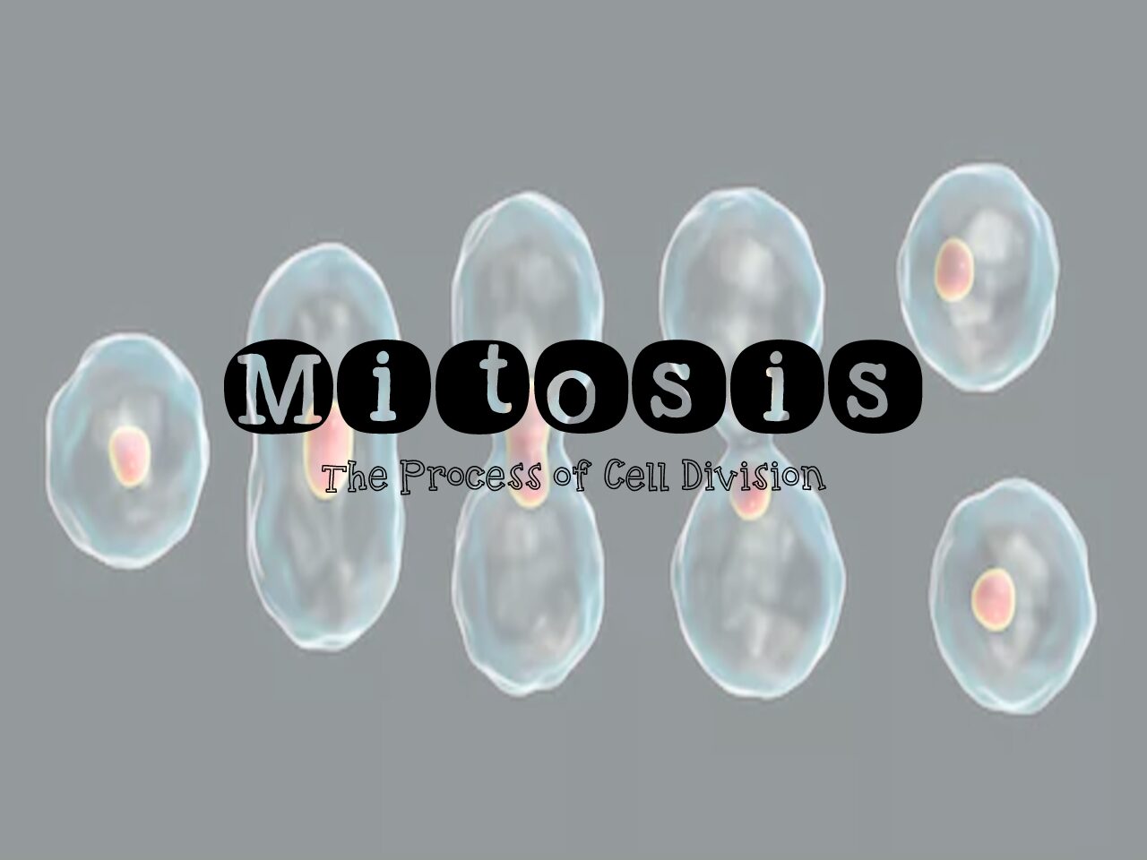 Mitosis