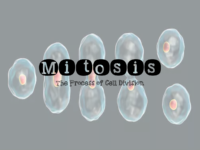 Mitosis