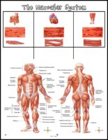 Muscular System Labeling