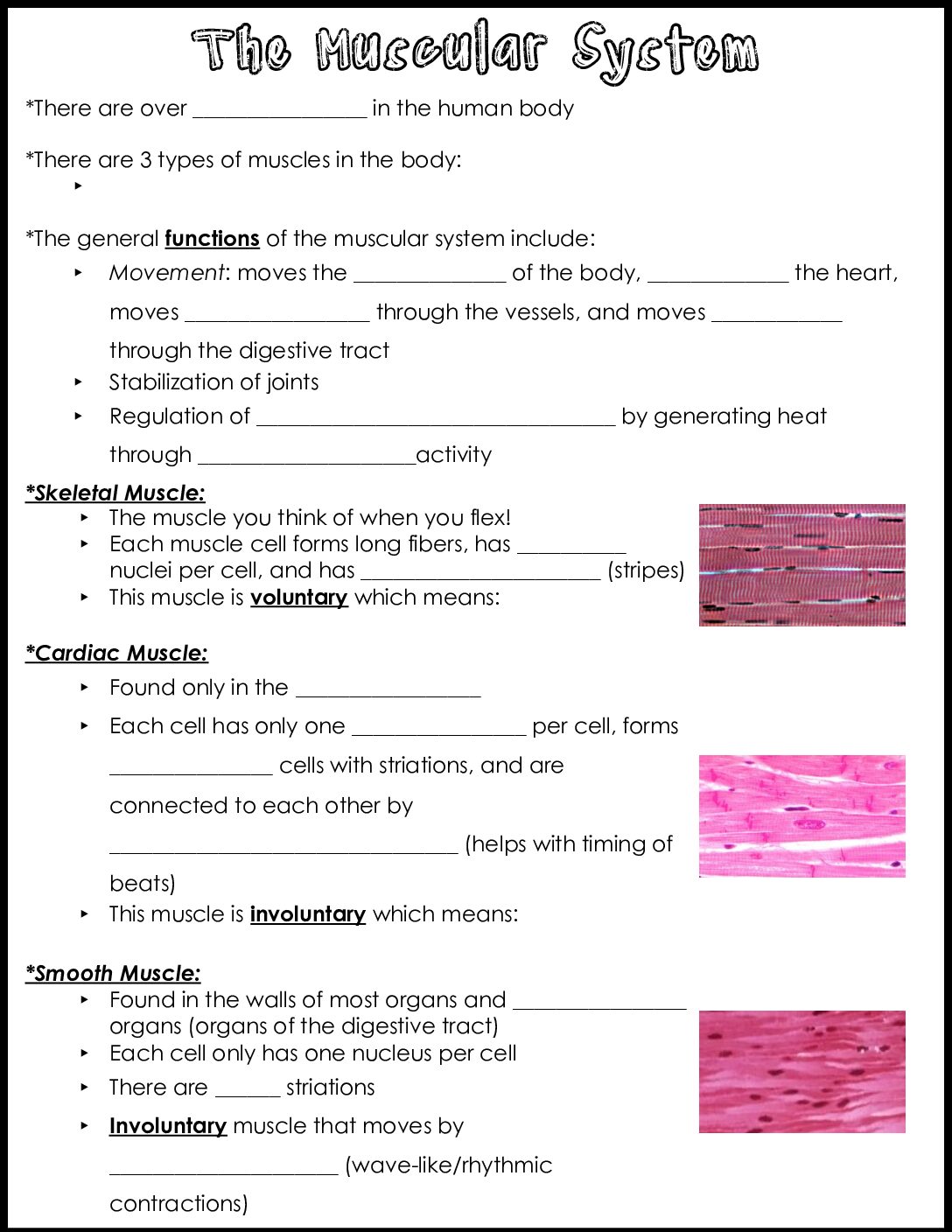 Muscular System Notes
