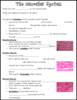 Muscular System Notes