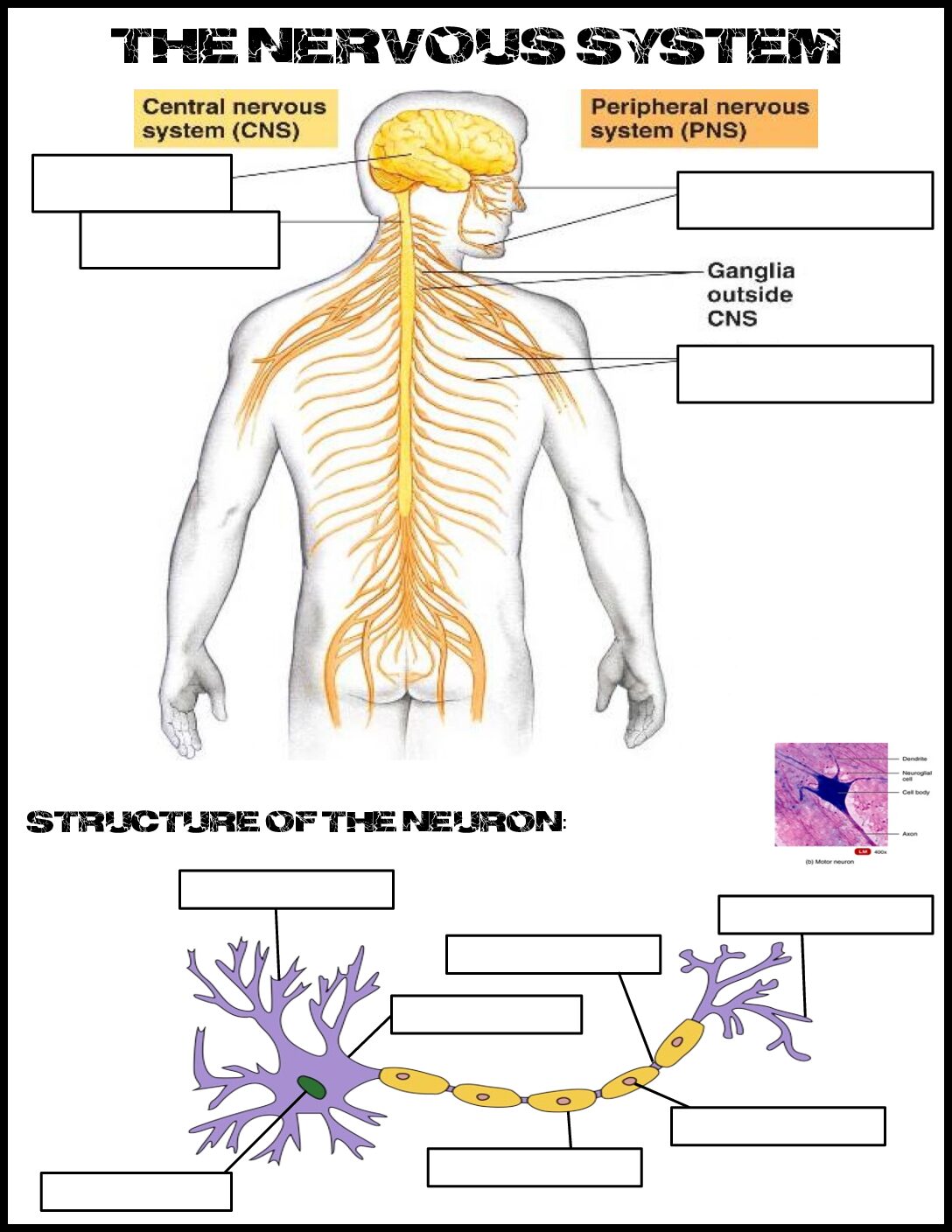 Nervous System Labeling