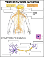 Nervous System Labeling