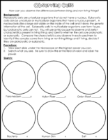 Observing Cells Lab V2