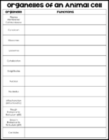 Organelles Of The Animal And Plant Cell Vocabulary