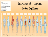 Overview Of Human Body Systems