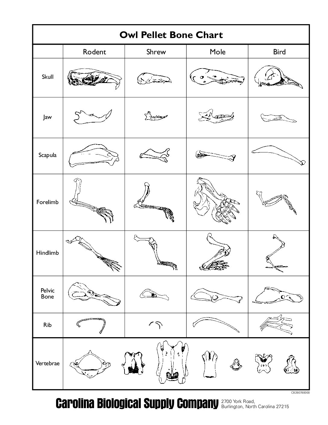 Owl Pellet Bone Chart Grid