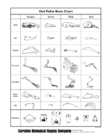 Owl Pellet Bone Chart Grid