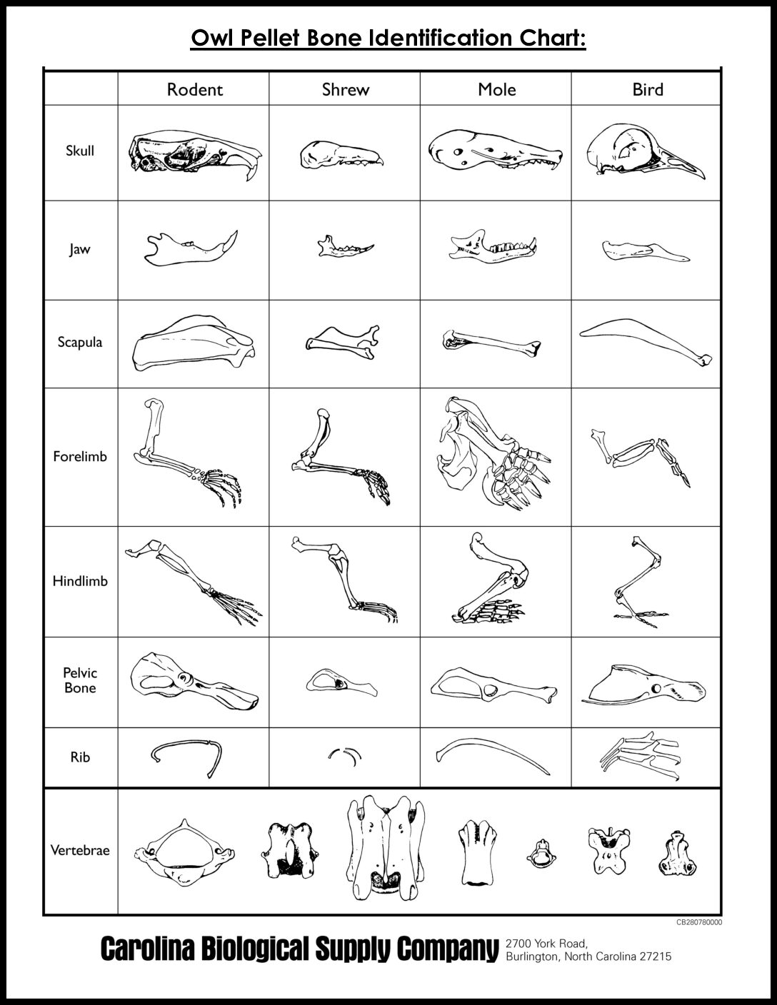 Owl Pellets Bone Identification Chart