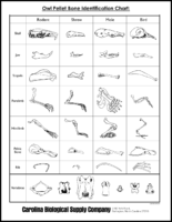 Owl Pellets Bone Identification Chart