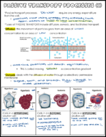 Passive Transport Notes Key