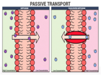 Passive Trasnport Processes