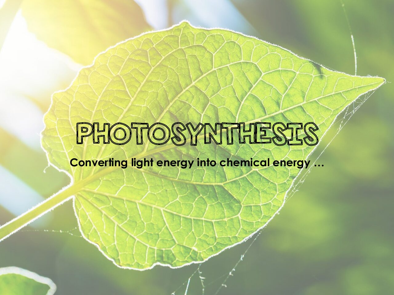 Photosynthesis