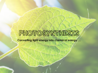 Photosynthesis