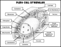 Plant Cell Coloring