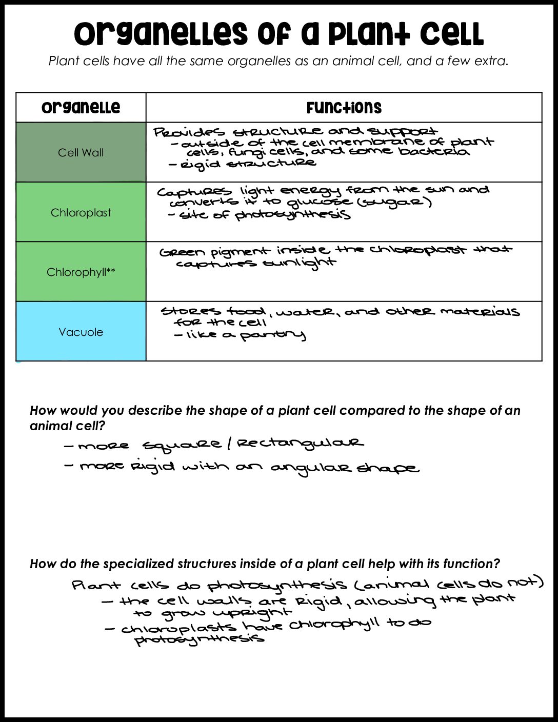 Plant Cell Organelles Key