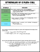 Plant Cell Organelles Key