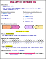 RNA & Protein Synthesis Notes Key