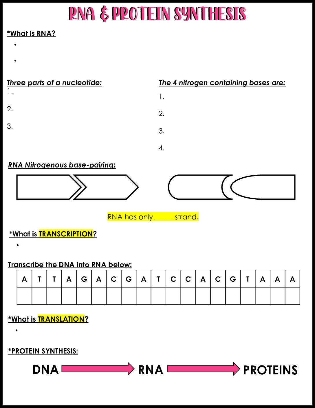 RNA and Protein Synthesis