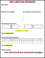 RNA and Protein Synthesis