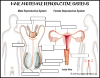 Reproductive System Labeling