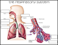 Respiratory System Labeling