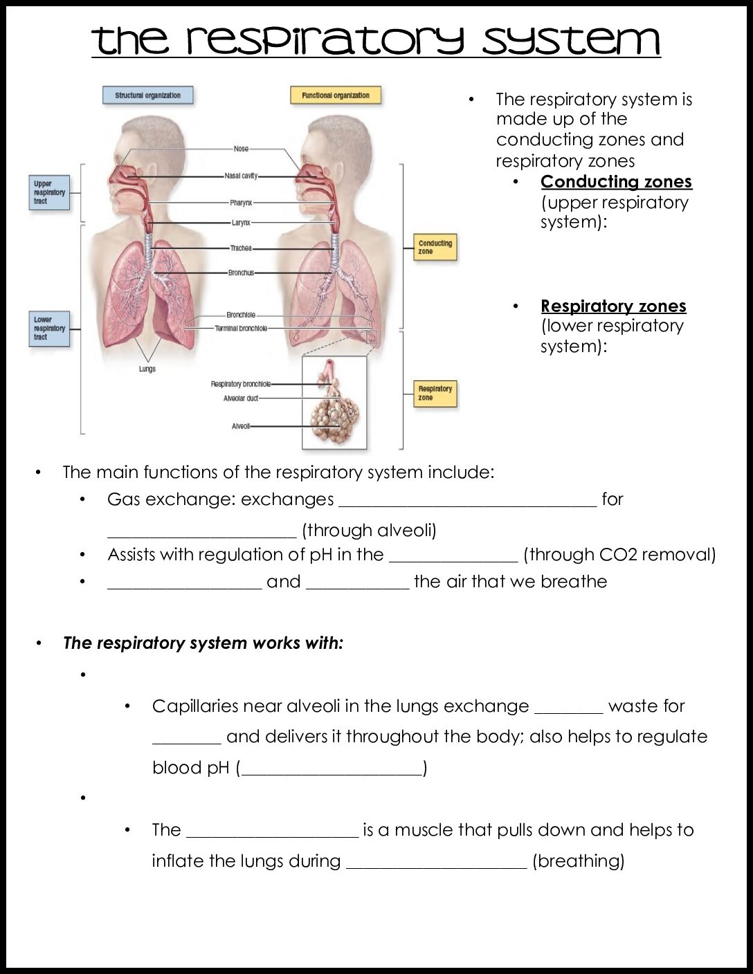Respiratory System Notes