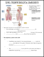 Respiratory System Notes