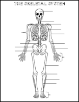 Skeletal System Labeling