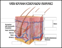 Skin Cross Section Labeling