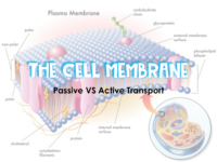 The Cell Membrane