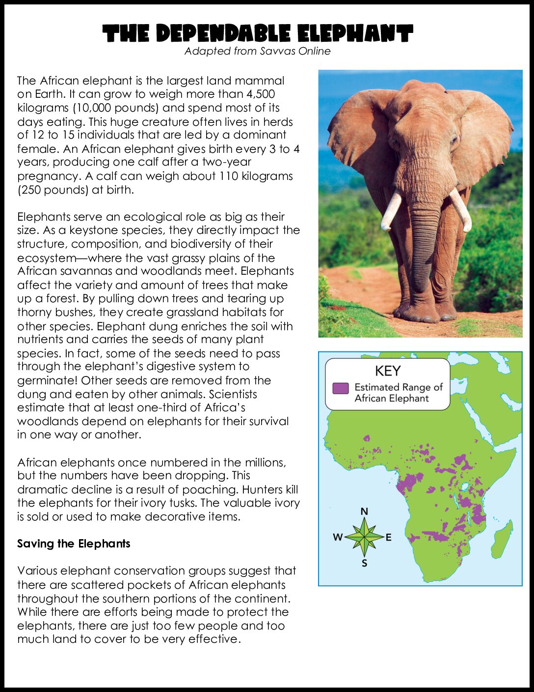 The Dependable Elephant