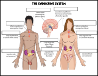 The Endocrine System Labeling