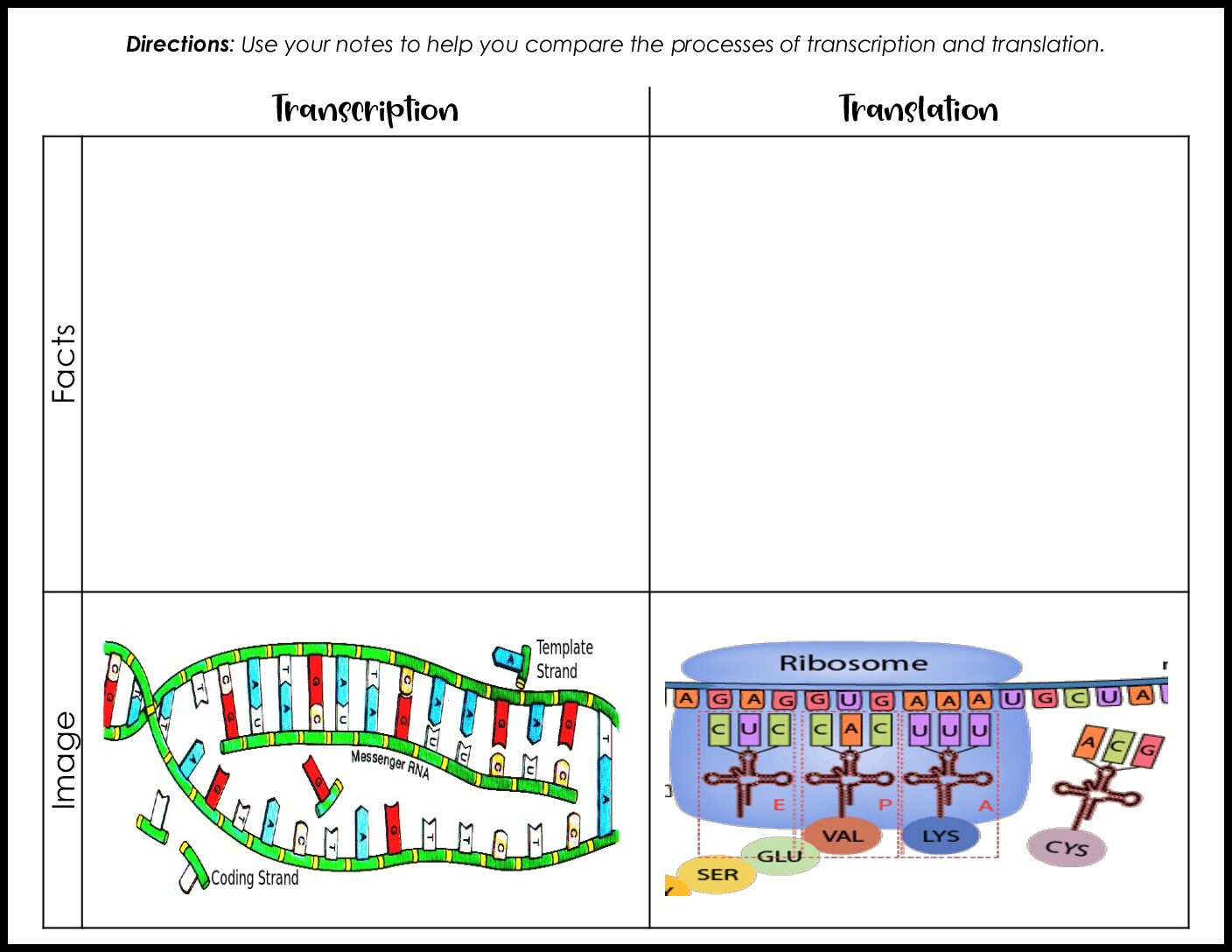 Transcription vs Translation